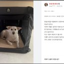 멜슨하우스 | 대형견 이동장 고민? 멜슨 소프트 켄넬