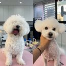 꾸니베어 이미지