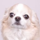 내외중앙로R | 남구 사진관.. 진짜 찐으로 추천하는 이유ㅣ애견동반 가능한 알이씨(REC) 스튜디오 울산달동점 촬영기 후기