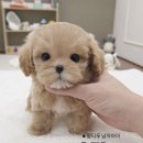 작고 소중해 이미지