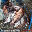 대부도바다낚시터 이미지