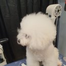 삐삐 펫살롱 이미지