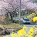 명품 벚꽃 길 이미지