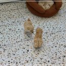 아기애견 이미지