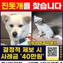 (강아지 실종) 마당에서 키우는데 고양이 보고 쫓아갔다가 돌아오지 않음 이미지