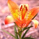 나리반점 이미지