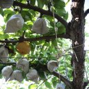 미리내농장 이미지