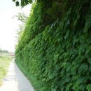 인사동 여자만 이미지