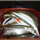 고기대군 이미지