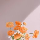 향긋한 꽃차 / 화사한 봄 이미지 이미지