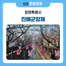 경화시장(경화우체국방면) | 2026년 진해군항제 정보, 벚꽃 명소부터 당일치기 최적 코스·교통 정보까지