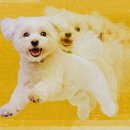 JUST DOG 이미지