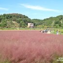 함안 악양생태공원 핑크뮬리 만개 코스모스 개화 시작 경남 가볼만한곳 이미지