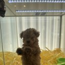 펫퍼스트24시 서울송파점 강아지고양이분양말티푸말티즈푸들 이미지