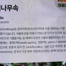 카멜리아