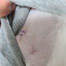 품속동물병원 이미지