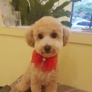 멜로멍스 이미지