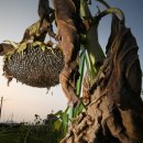 해바라기가맥 이미지