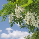 푸른감(푸른感) 이미지