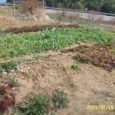 아지랑냉이랑 이미지