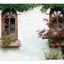 사랑목장2 이미지