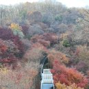 윗숲 | [경기 광주] 가을이면 전국에서 티켓팅하는 '화담숲' 방문후기('25.11.16)