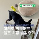 이리로 - 화성시 노작로1길 27 | 강아지 논슬립 미끄럼방지매트 이리로 리핏매트 솔직후기