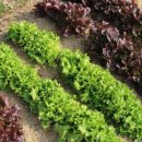 구안농장 이미지