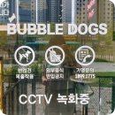 버블독스(안산초지점) 이미지