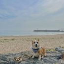 콩이네민박 이미지