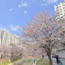 [청주-벚꽃명소] 주말일상 인스타감성 벚꽃구경🌸💓