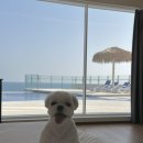 토함산약수삼계탕 | 경주 오션뷰 애견동반 숙소 샵앤플랫 호텔 내돈내산 숙박페스타 할인