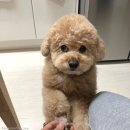 강아지song 이미지