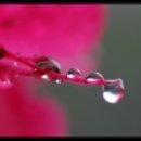 로즈향기 이미지