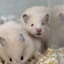 우다다햄쮸 이미지