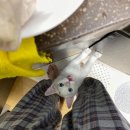 예쁨중DOG 이미지