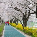 라제통문벚꽃길 이미지