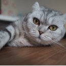 도토리 PC 이미지