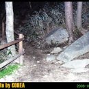 진달래종합상사 | 백두대간의 장을 열다...1구간 지리산 상편