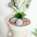 춘봉농장 이미지