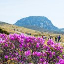 (특선) 6월 한라산 산행(신비롭고 환상적인 산철쭉 영실탐방로) 이미지