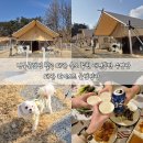 경북애견 | 경북글램핑 칠곡 왜관 숙소 추천 애견동반 수영장 하이스트 글램핑장 4인 후기