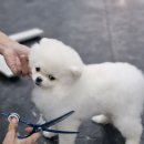 대성애견 이미지