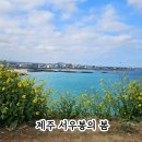 바다여행 | 제주 동쪽 서우봉 유채꽃 개화 함덕해수욕장 바다뷰 여행 후기