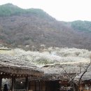 송내남부꽃 이미지