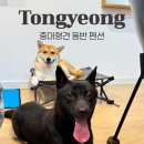 통영767 애견동반펜션 | 통영 애견 동반 숙소, 대형견 가능한 오션뷰 펜션 솔직 후기