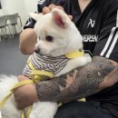 도그와트 이미지