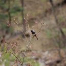 용문산야생화마을 이미지