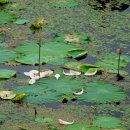 방축소류지 이미지