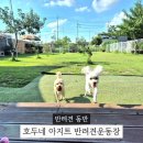 댕댕이아지트 | 서울 근교 애견 운동장 호두네 아지트 대관 이용 후기